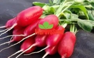 Свежие красные редисы с зелеными листьями на черном фоне, логотип Маруся - Форум