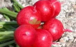 Свежие красные редисы на земле - Лада