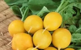 Желтые редиски на деревянной поверхности с зелеными листьями - Злата