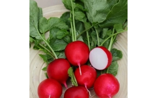 Свежие красные редиски с зелеными листьями на деревянной поверхности - Рембо