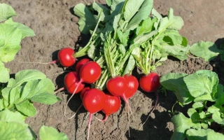 Свежие красные редиски с зелеными листьями на земле - РОЧАС