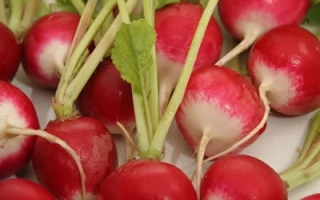 Розово-красный с белым кончиком