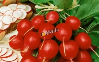 Красная редиска сорта SAXA 2 на деревянной доске с листьями - САКСА 2