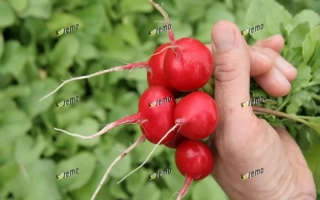 Рука держит свежие красные редисы на фоне зелёной листвы - СЕКТА