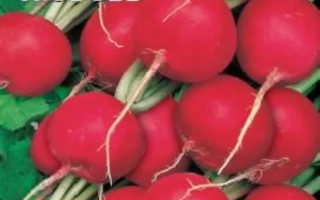 Пакет семян редиса СЕРЕЖКИНА ЛЮБОВЬ с изображением красных корнеплодов.