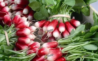 Свежие редиски Славия с зелеными листьями