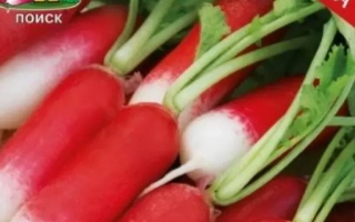 Красная редиска с зелеными листьями на фоне логотипа «Поиск» - СМЕЛЬЧАК