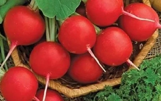 Корзина с красной редиской и зелеными листьями - Суперстар