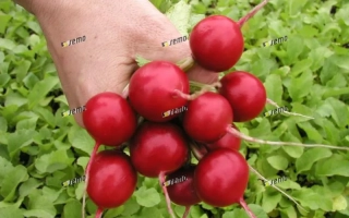 Рука держит свежие красные редисы на фоне зелёной листвы. - ТЕКО