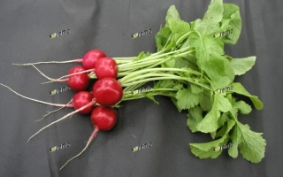 Свежий редис на черном фоне - Терция