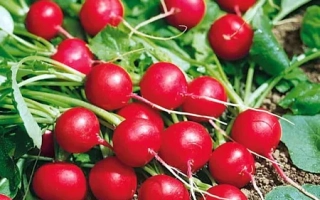 Свежие красные редиски на грядке - ТИНТО