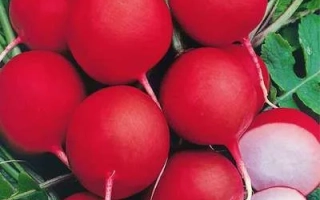 Свежие красные редисы с зелеными листьями - ТОГУЛ