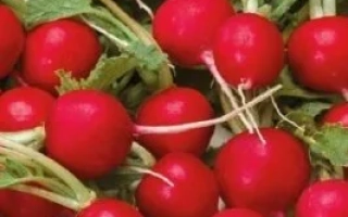 Пакет семян редиса «Три недели» с изображением свежих красных корнеплодов. - ТРИ НЕДЕЛЬКИ