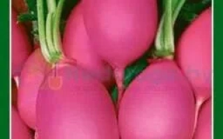 Свежие красные редиски на зеленом фоне - ЮТШЭНКА