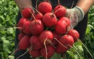 Свежие красные редисы в руках человека на фоне грядки - ВЕНА