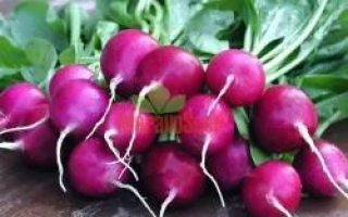 Свежие красные редиски с зелеными листьями на деревянной поверхности - Виола