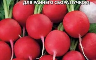 CHERNEVY KHUST RADISH