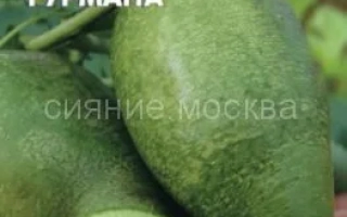 Завтрак Гурмана