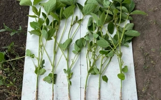 БТС-Фитоспектр