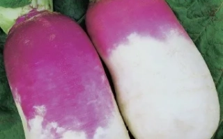 Пурпурная Приморья