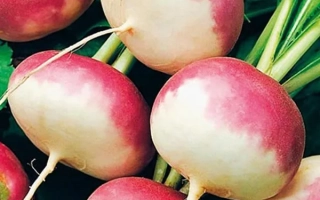 Розовый МЁД