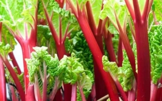 Свежий ревень с красными черешками и зелеными листьями - Цукатный