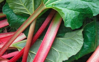 Свежие стебли ревня с крупными зелеными листьями - Компотный