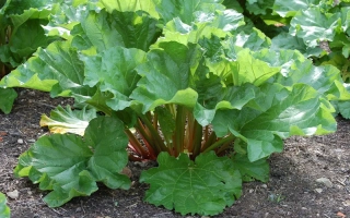 Ревень крупночерешковый на гряде