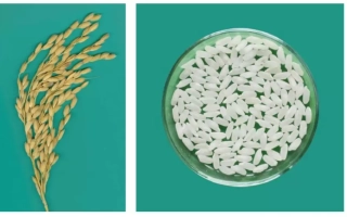 Rice in ear and grain in glass bowl on green background - Favorit