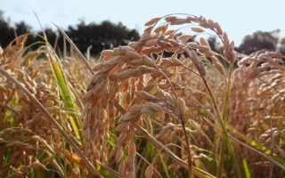 Rice field against the sky - MANOBI