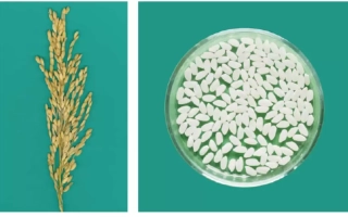 Stalks of a cereal crop and white seeds in a tray - POLEVIK