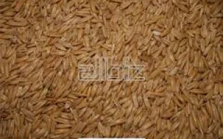 Рис Славутич на фоне зерна