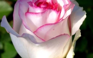 Дольче Вита