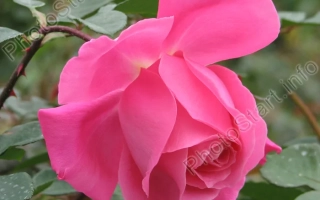 Роза сорта Феодосийская Красавица на фоне зелени