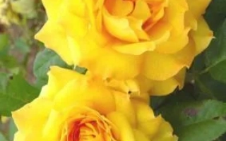 Голден Таймс