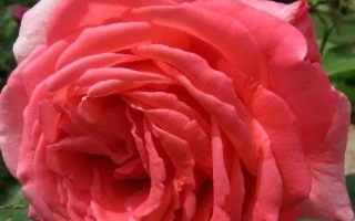 Интерфлора