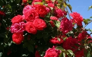 Красный Маяк