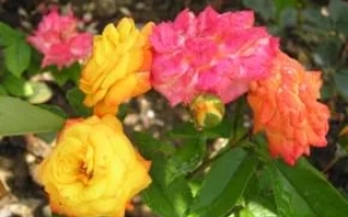 Крымский Самоцвет