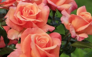 Куст роз сорта Кудесник