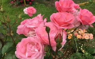 Куин Элизабет