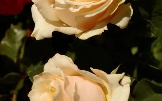 Розы на фоне зелени - Лексаелат