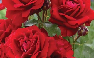 Красные розы сорта Лилли Марлен на фоне зелени и фиолетовых цветов