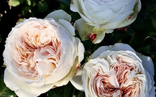 Белые розы сорта Лорена на фоне зелени