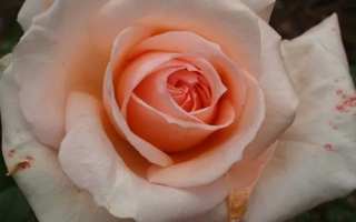 Марина Стевен