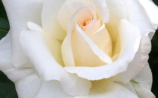 Белая роза сорта Маунт Шаста на зелёном фоне