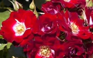 Красные розы на фоне зелени - Мейкатана