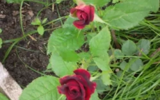 Красные розы на зелёных листьях и траве - МЕЙКОФУМ