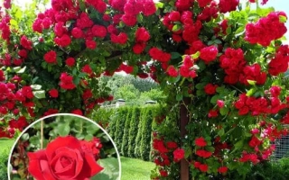 Красные розы на арке с круглым вставным изображением цветка - Мушли