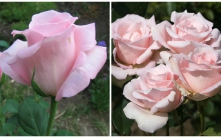 Роза Нимфа на фоне зелени