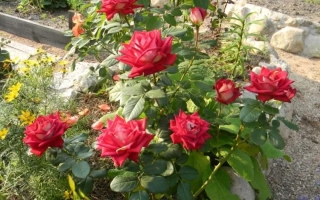 Красные розы на кусте в саду - Нирпбреди